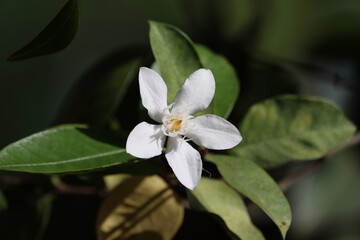 Cambodia. Wrightia antidysenterica, the coral swirl or tellicherry bark, is a flowering plant in the genus Wrightia.