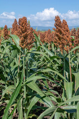 Agricultural field of Sorghum. Sorghum bicolor in the summer.