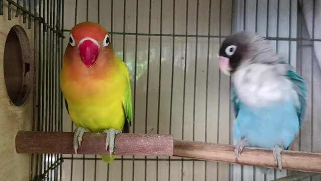 two parrots in cage
