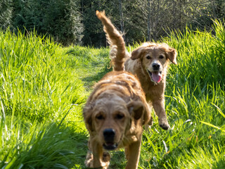 Two Golden Retrievers playing in tall grass in Washington State. 