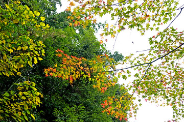 The autumn season leaf change in Japan