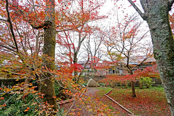 The autumn season leaf change in Japan