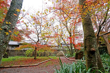 The autumn season leaf change in Japan