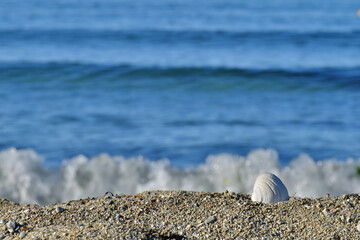 Fototapeta na wymiar Rest on the seashore. A shell on the sandy seashore.