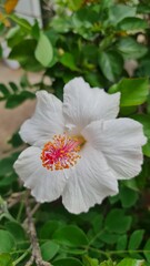 a close up of a white flower with red bud