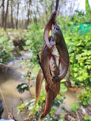 fish in the forest