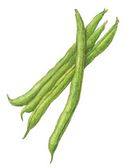 インゲン　野菜　水彩色鉛筆イラスト