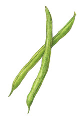 インゲン　野菜　水彩色鉛筆イラスト