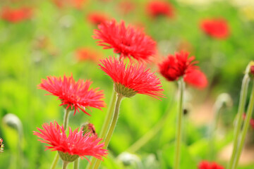 African chrysanthemum