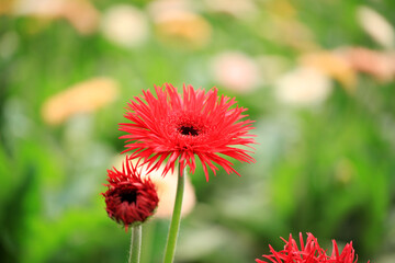 African chrysanthemum