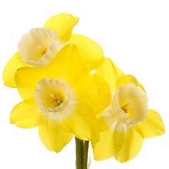 Fototapeta na wymiar Three flowers of a yellow and white, reverse-bicolor jonquill cultivar 