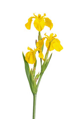 Stem with three flowers of the fleur de lis, European yellow flag Iris pseodacorus