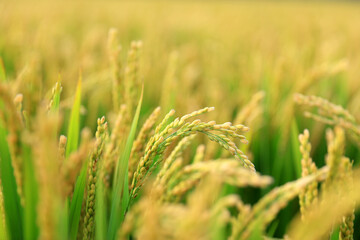Obraz na płótnie Canvas Mature rice in rice field, The rice fields are under the blue sky.