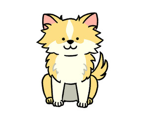 おすわりするクリーム色のチワワ