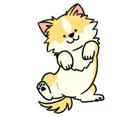 仰向けに寝るクリーム色のチワワ