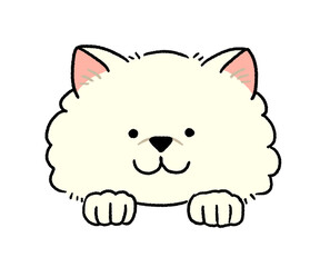 白いポメラニアンの顔