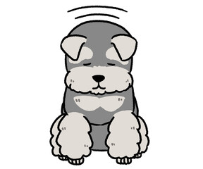 お辞儀しているシュナウザー