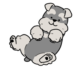 仰向けになっているシュナウザー