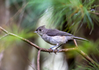 tufted titmouse on a branch