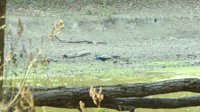 Two Peafowl in the jungle