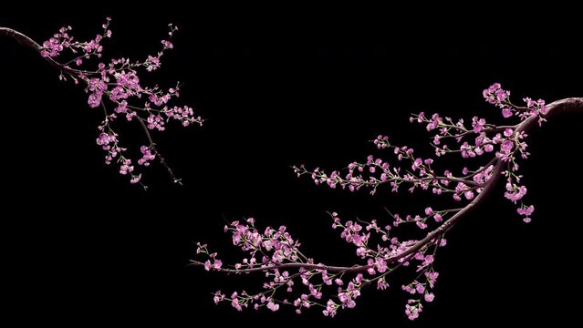 Growing cherry blossoms branches on transparent alpha channel backgrounds .