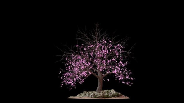 Growing cherry tree blossoms on transparent alpha channel backgrounds .
