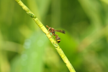 wasp on the grass stalk