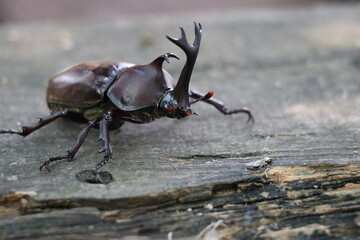 夏のむつみ昆虫王国、八月、カブト虫