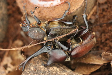 ケースの中で交尾するカブト虫