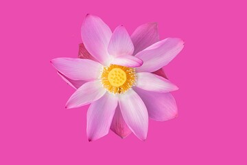 Fototapeta premium pink lotus flower on pink background