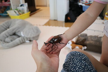 ケースの中のカブトムシを触る女の子