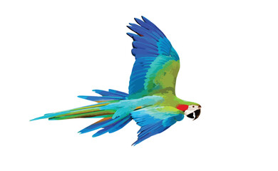 Colorful macaw parrot flying isolated on white. Vector illustration