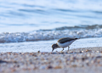 Common sandpiper on the beach. Actitis hypoleucos. Bird background. Natural background. Beautiful nature. - obrazy, fototapety, plakaty