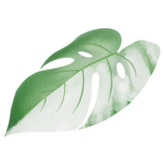 White spotted monstera watercolor.