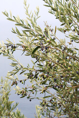 Obraz na płótnie Canvas 実をつけたオリーブの樹木の写真