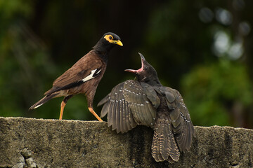 Myna feeds koel