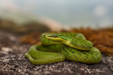 Broonze headed vine snake