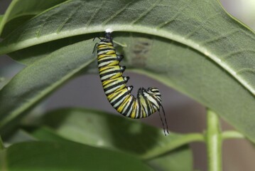 Monarch caterpillars, chrysalises, and butterflies