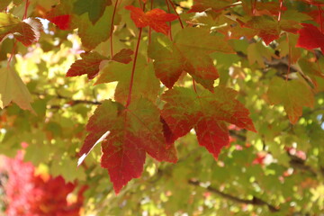 autumn maple leaves background