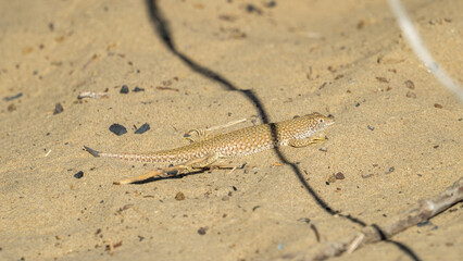 lizard on the sand. sand lizard. little dragon