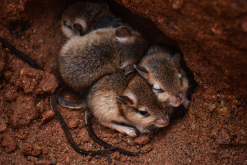 Gerbil babies