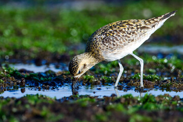 Pacific golden plover on the beach, bokeh background. Pluvialis fulva. Green color background. Bird background. Natural background. Migratory birds. Brown bird.
