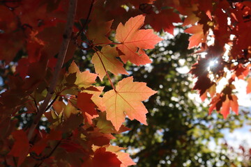 orange maple leaves in autumn