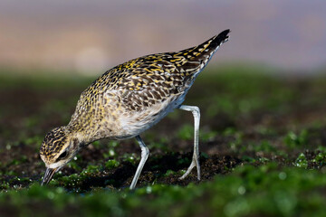 Pacific golden plover on the beach. Pluvialis fulva. Bird background. Natural background. Abstract background. Green background. Brown bird. 