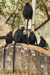 NIlgiri langur