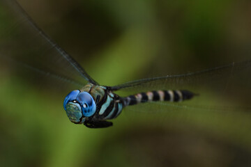 Dragonfly on flight