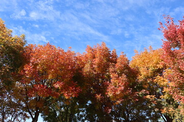autumn trees in the park with blue sky and clouds