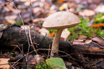 A closeup shot of a birch bolete fungus growing on a forest floor.Birch bolete mushroom in wildlife. Autumn mushrooms season.