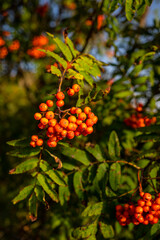 Rowan (Mountain-ash, Sorbus aucuparia) fruits. Carpathians, Poland.