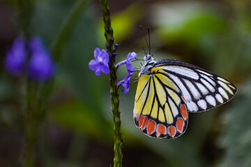 Jezebel butterfly